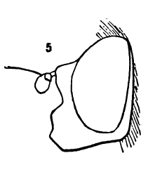 Blera scitula head profile