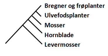 Stængelplanter (Embryophyta)