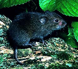 Niittymyyrä (Microtus pennsylvanicus)