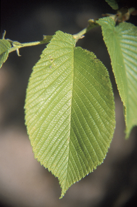 nesimetria folia bazo de ruĝa ulmo (Ulmus rubra)