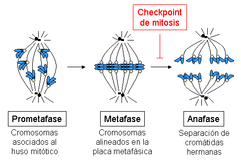 Esquema de la progresión del ciclo celular entre prometafase y anafase.