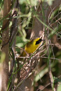 Description de l'image Altamira Yellowthroat (Geothlypis flavovelata) male.jpg.