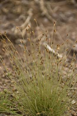 Bulbostylis neglecta