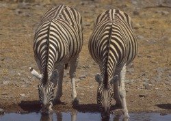 Zebro Equus quagga