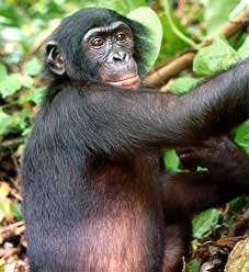 Bonobo jidol, tana nendana katca