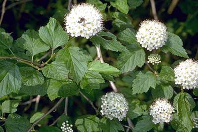 rhisgl naw rhisgl (Physocarpus opulifolius)