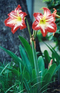 Hippeastrum sp. em flor.