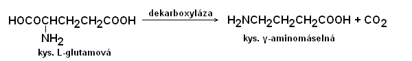 Dekarboxylace kys. glutamové