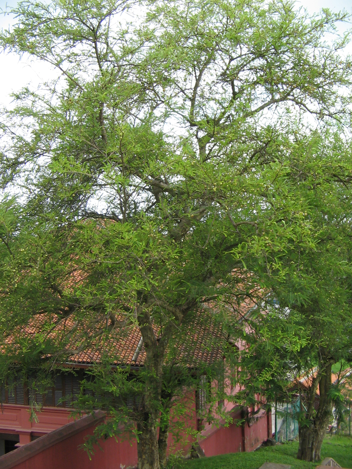 Pokok Melaka di Bukit Melaka