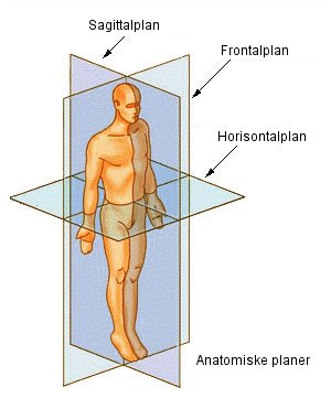 Anatomiske snit planer