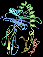 Računarske ilustracije HLA-B*2705 sa influenza nucleoprotein viral peptide in the binding pocket.