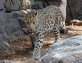 Harimau bintang Amur di zoo