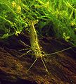 Caridina japonica, un àtid