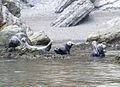 Grey seals (Halichoerus grypus) near Cap Bon-Ami