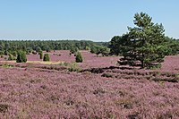 82. Platz: Puusterke mit Wellige Geestlandschaft mit ausgedehnten Sandheiden und Wacholdergebüschen im Naturpark Südheide, im Landschaftsschutzgebiet „Südheide“ sowie im FFH-Gebiet „Heiden und Magerrasen in der Südheide“