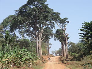 Milicia excelsa NT - near threatened (nai bi trüüwet) Milicia regia VU - vulnerable (uun gefoor)