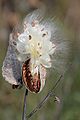 Asclepias syriaca