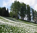 Daffodils at Golica Narcise na Golici