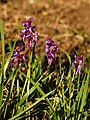 Orchis mascula Belgium - Dourbes