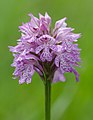 Dreizähnige Knabenkraut (Orchis tridentata)