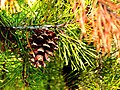 Foliage and cone