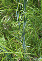 Trisetum wolfii grass, stems & leaves