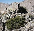 Wax currant N of Forester Pass (3800m)