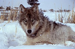 YellowStone Wolf