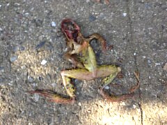 Dead frog