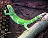 Fiji Crested Iguana