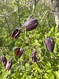 Thumbnail for File:Fritillaria usuriensis.jpg