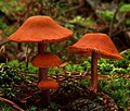 Laccaria laccata