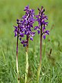 Orchis mascula Belgium - Dourbes