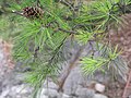 Foliage and cone