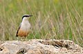 Berkuteyê keviran (Sitta tephronota)