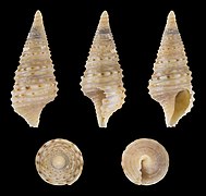 Turridrupa consobrina, shell