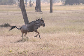 Le gnou bleu se trouve en Afrique de l'Est mais également en Afrique du Sud.