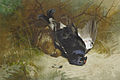 Still life of a pair of Blackgame. Signed and dated Archibald Thorburn/Jan.2.1896. Watercolour and bodycolour, 46 x 68.5 cm