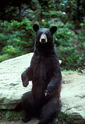 Ours noir (Ursus americanus)