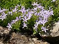 Campanula garganica