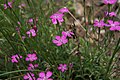 Dianthus deltoides