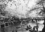 江戸川桜花満開（「東京名所写真帖」 1910年7月発刊）[13]