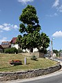 image=https://commons.wikimedia.org/wiki/File:Eishausen-Tanzlinde.jpg