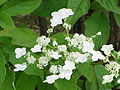 Sneeuwbal (Hydrangea arborescens)