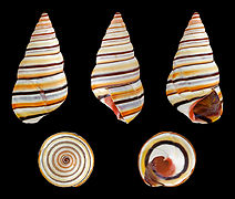 Liguus virgineus (Candy Cane Snail), Shell