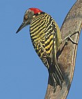 Thumbnail for Hispaniolan woodpecker