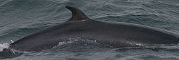 Mažasis ruožuotis (Balaenoptera acutorostrata)