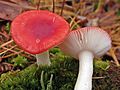 Russula emetica