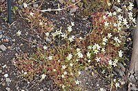 Saxifraga fragosoi