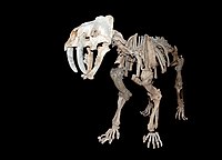 Smilodon